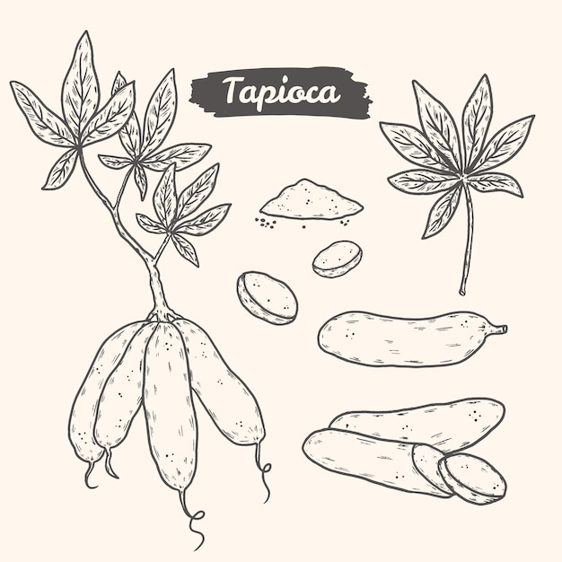 Pacchetto di illustrazione di tapioca disegnato a mano