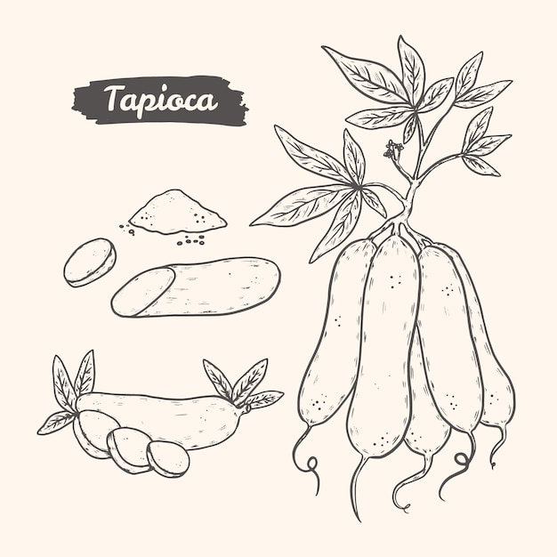 Vettore gratuito insieme dell'illustrazione di tapioca disegnato a mano