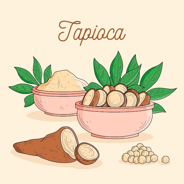 Hand drawn tapioca illustration