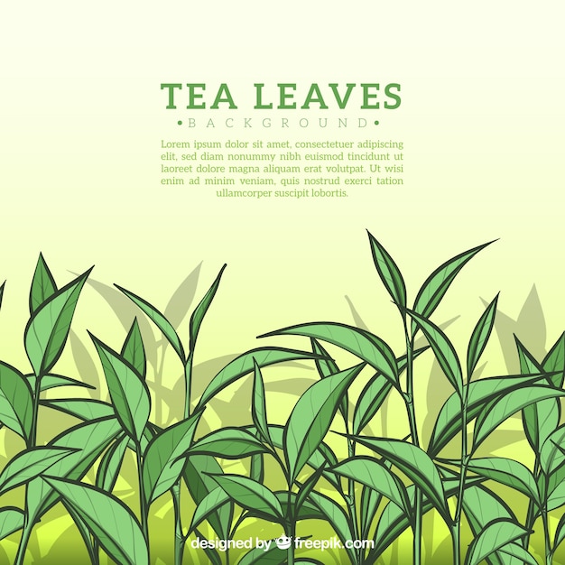 Hand drawn tea leaves background