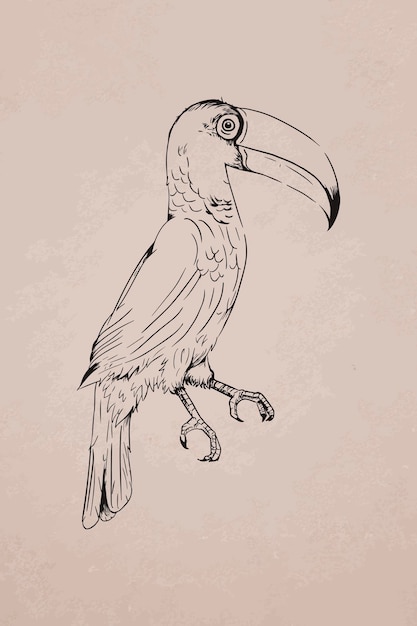 Hand drawn toco toucan