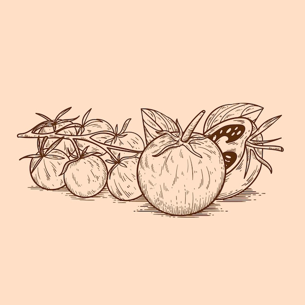 Hand drawn tomato  outline illustration