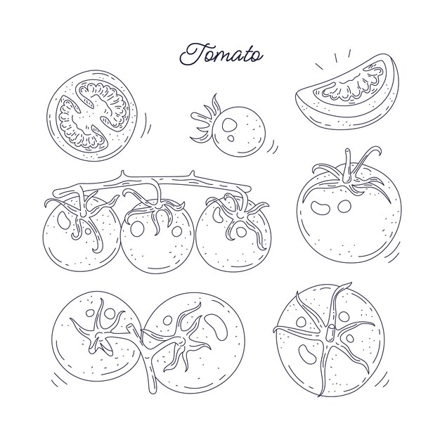 手描きトマトの概要図