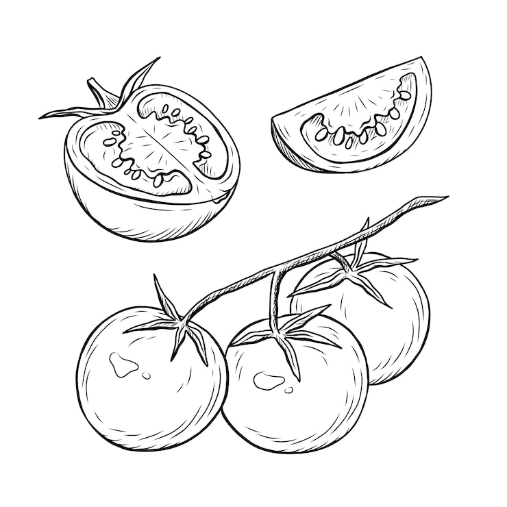 무료 Vector 손으로 그린 토마토 개요 그림