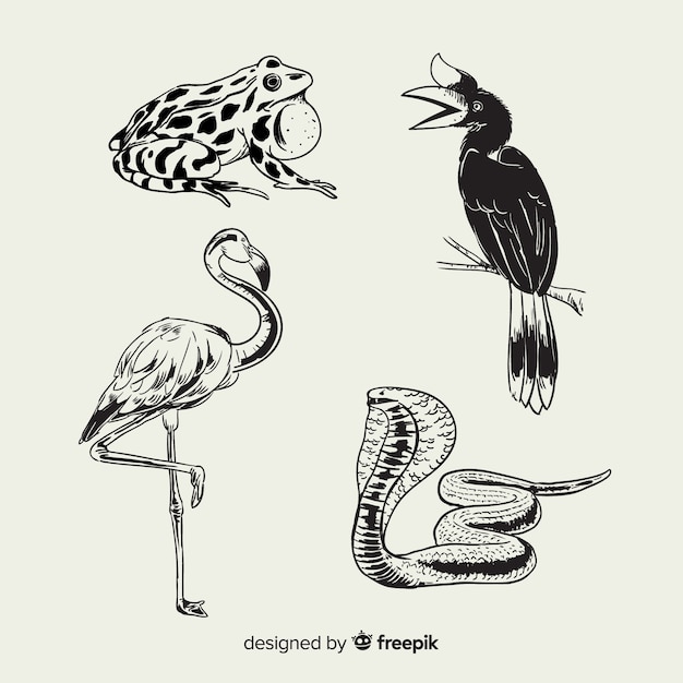 Collezione di animali tropicali disegnati a mano