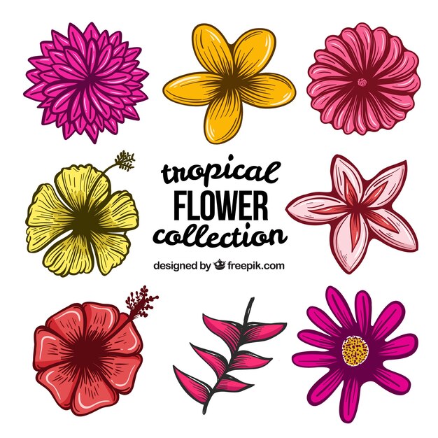 Hand drawn tropical flower collection of eight