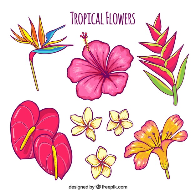手描きの熱帯花のセット