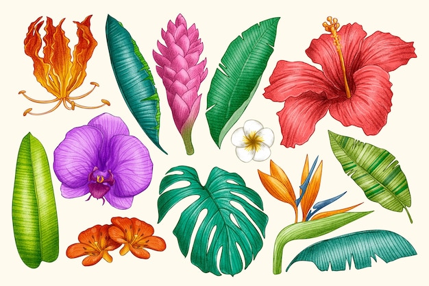 Vettore gratuito confezione di foglie e fiori tropicali disegnati a mano