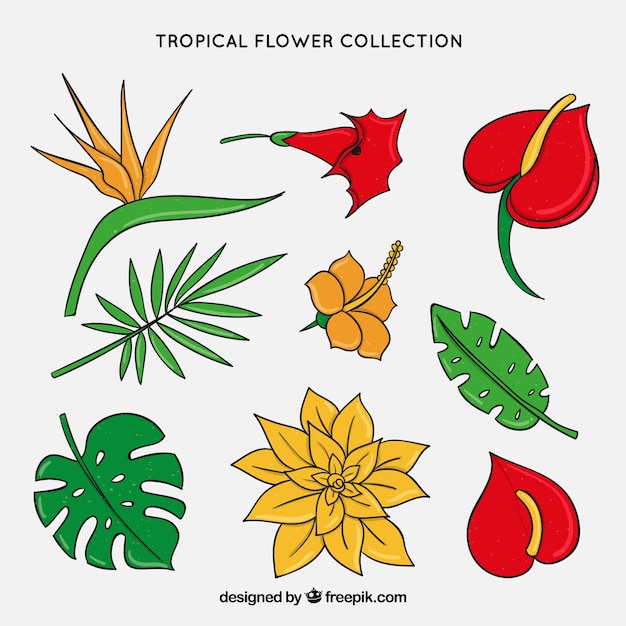 Vettore gratuito disegnati a mano fiori e foglie tropicali