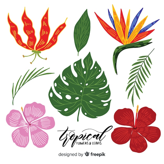 Free vector hand drawn tropical flowers and leaves