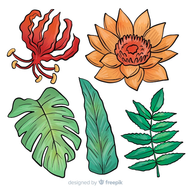 Free vector hand drawn tropical flowers and leaves