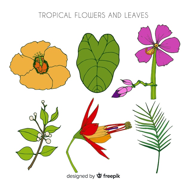 Free vector hand drawn tropical flowers and leaves