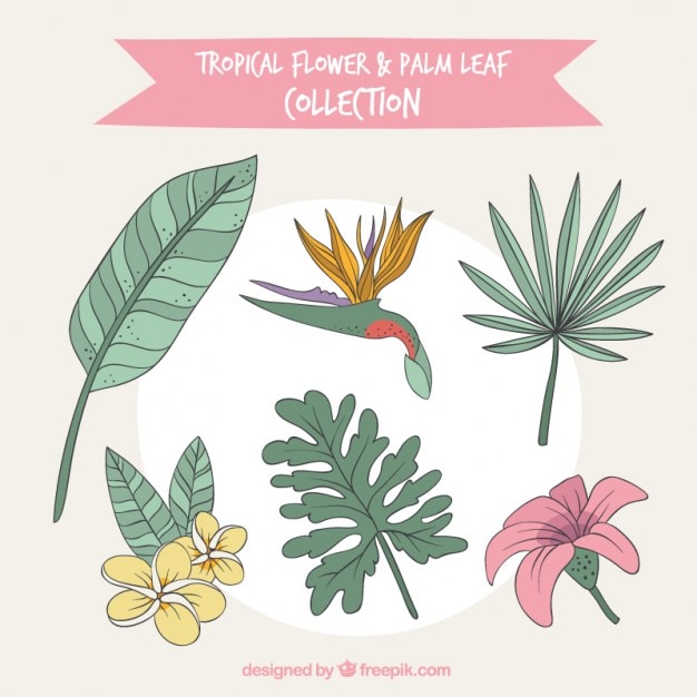 無料Vector 手描き熱帯の花のセット