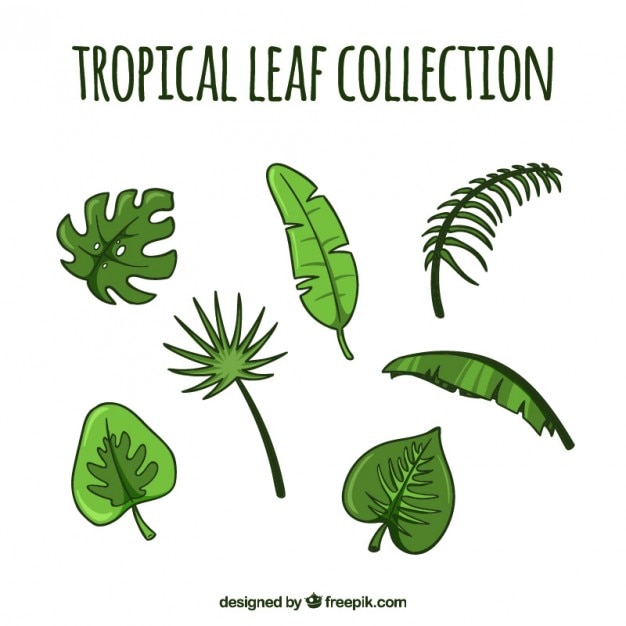 Hand drawn tropical green leaves set