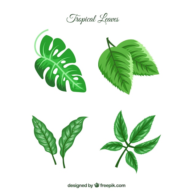 Коллекция рисованных тропических листьев из четырех