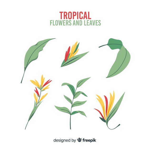 Set di piante tropicali disegnati a mano