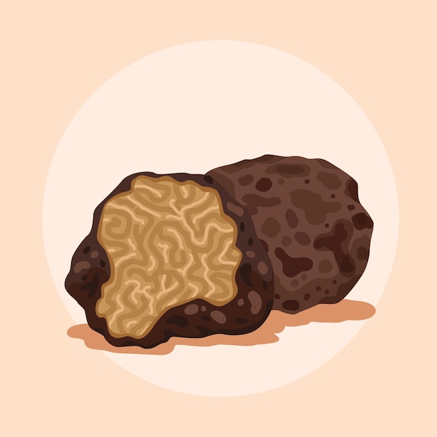 Free vector hand drawn truffle  illustration