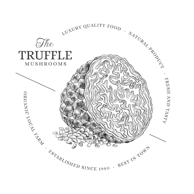 Vettore gratuito illustrazione del tartufo disegnata a mano