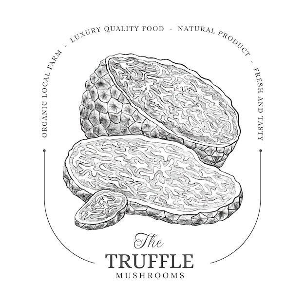 Free vector hand drawn truffle illustration