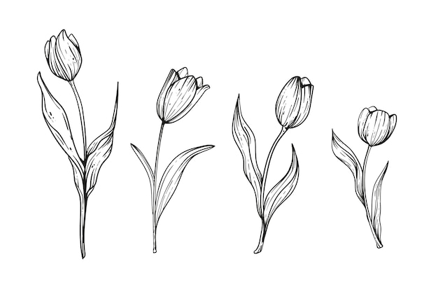 Hand drawn tulip illustration