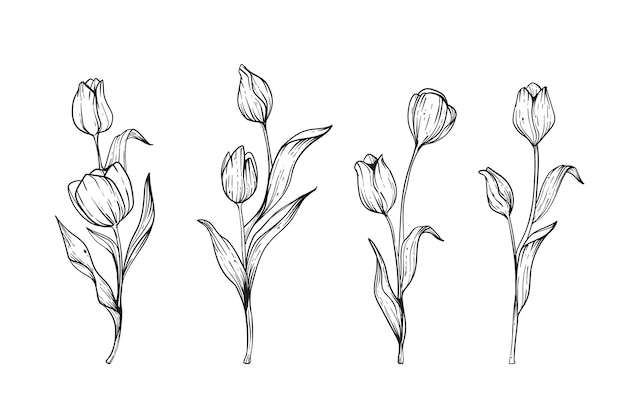 Vettore gratuito illustrazione disegnata a mano del tulipano