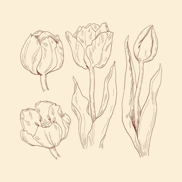 Free vector hand drawn tulip illustration