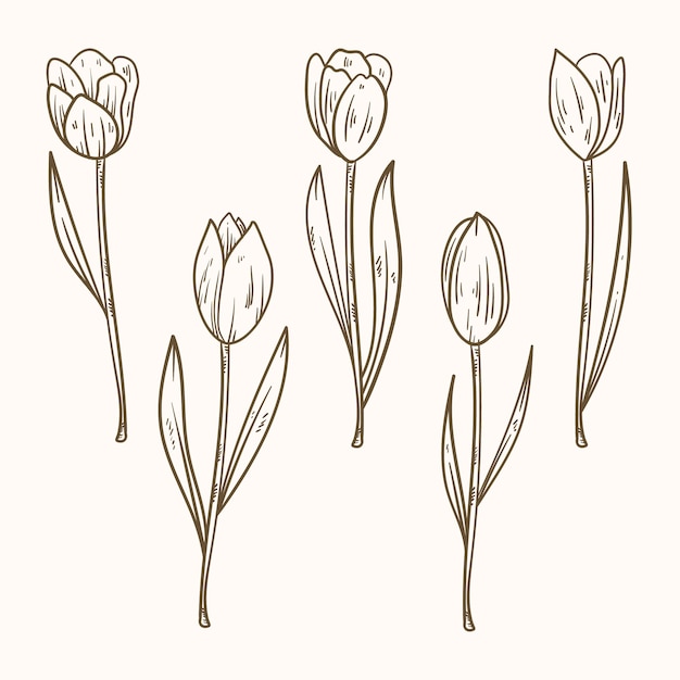 Free vector hand drawn  tulip outline illustration