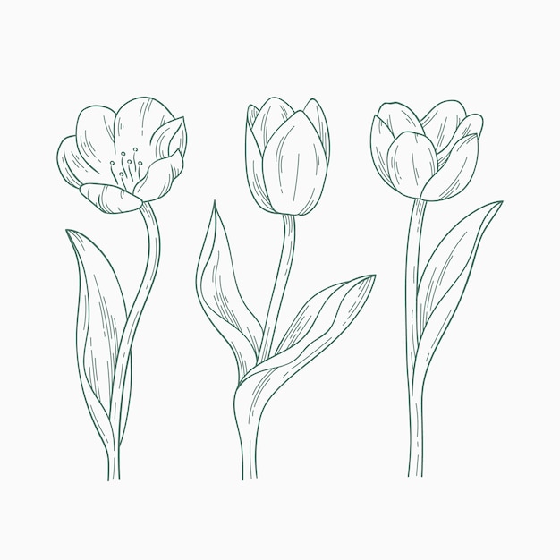 Free vector hand drawn tulip outline illustration