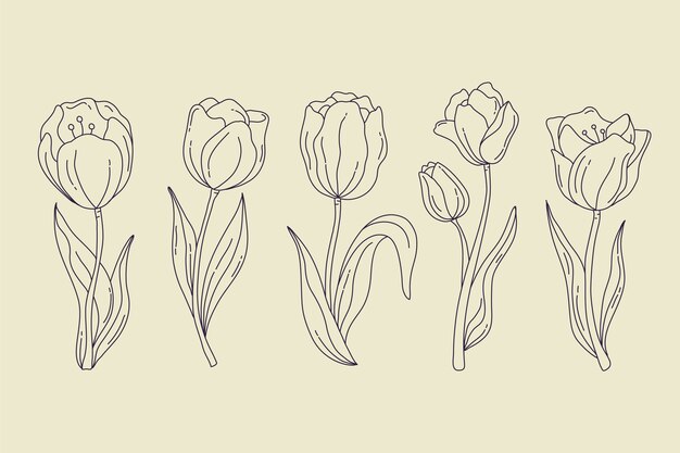 Hand drawn tulip outline illustration