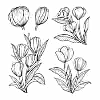 Free vector hand drawn tulip outline illustration