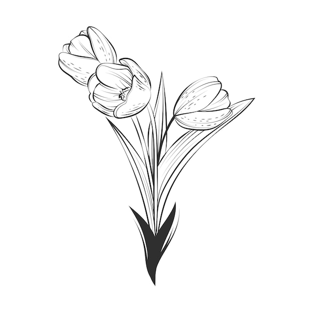 Vettore gratuito illustrazione disegnata a mano del profilo del tulipano