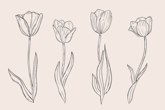 Free vector hand drawn tulip outline illustration