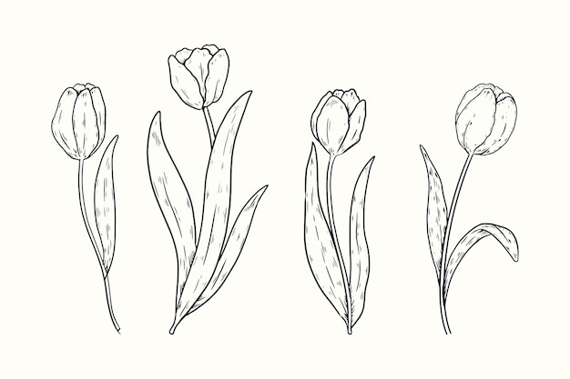 Hand drawn tulip outline illustration