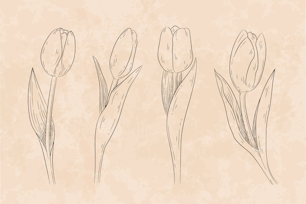 Нарисованная рукой иллюстрация контура тюльпана