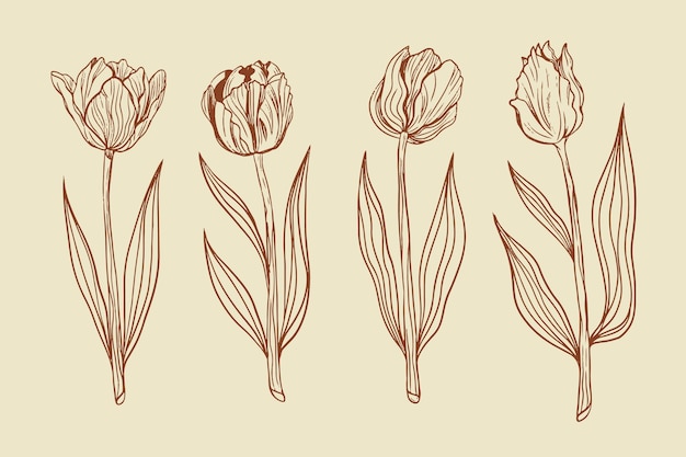 Hand drawn tulip outline illustration