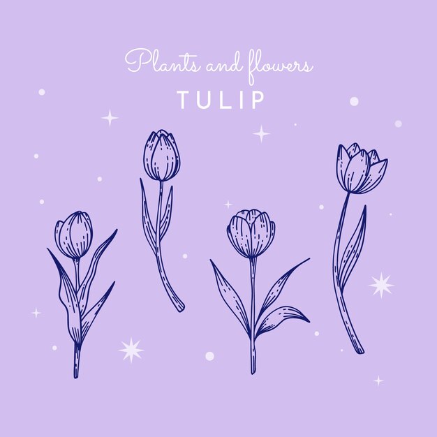 Free vector hand drawn tulip outline illustration