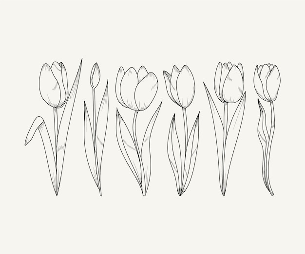 Free vector hand drawn tulip outline illustration