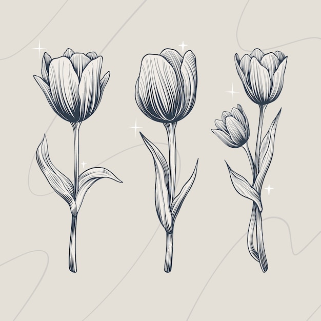 Free vector hand drawn tulip outline illustration