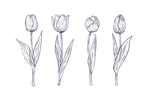 Free vector hand drawn tulip outline illustration