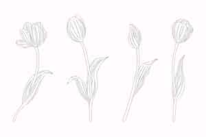 Free vector hand drawn tulip outline illustration