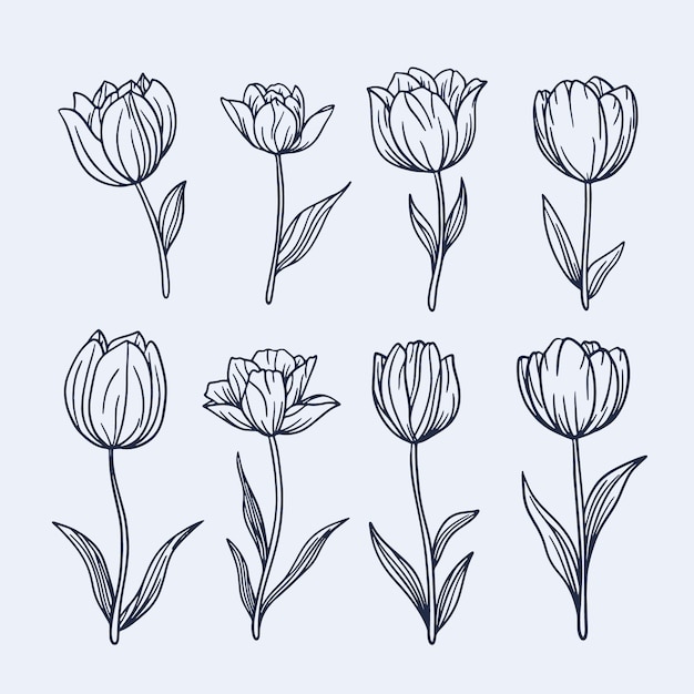 Hand drawn tulip outline illustration