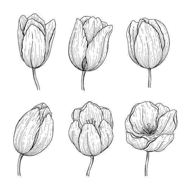 Hand drawn tulip outline illustration