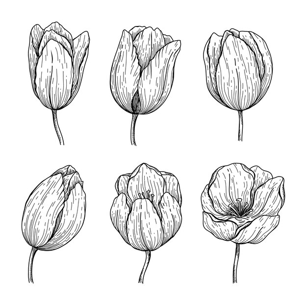 Нарисованная рукой иллюстрация контура тюльпана