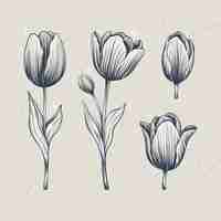 Free vector hand drawn tulip outline illustration