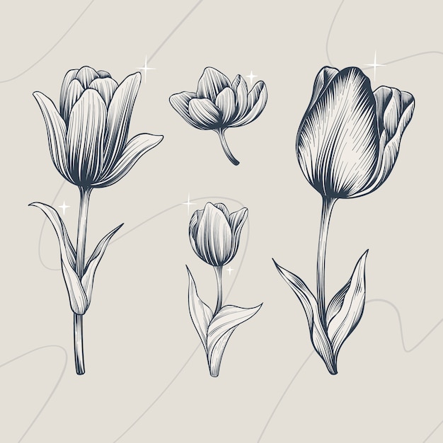 Illustrazione disegnata a mano del profilo del tulipano