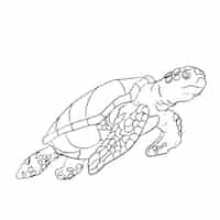 Free vector hand drawn turtle outline illustration