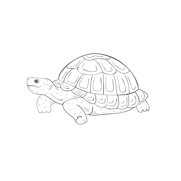 Hand drawn turtle outline illustration