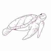 Free vector hand drawn turtle outline illustration