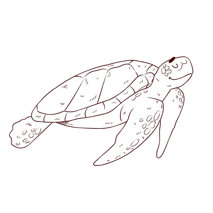 Free Vector hand drawn turtle outline illustration
