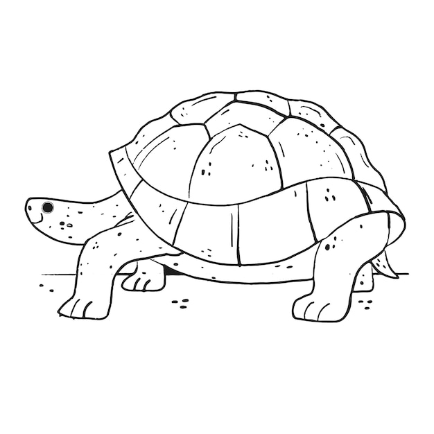 Hand drawn turtle  outline illustration